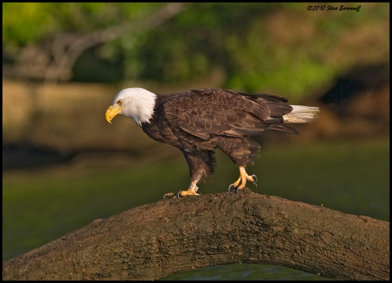 _0SB0486 american bald eagle.jpg